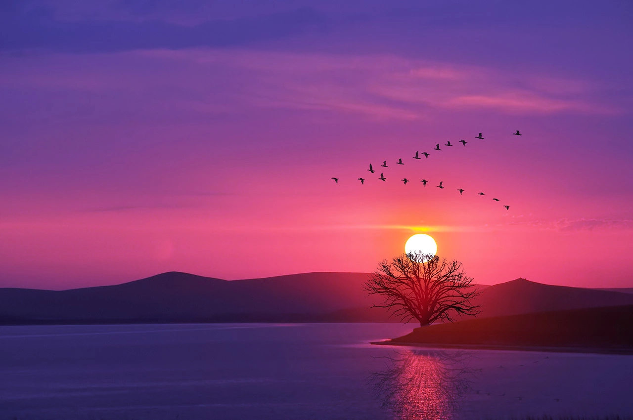 flock of birds flying in v formation over a lake at sunset