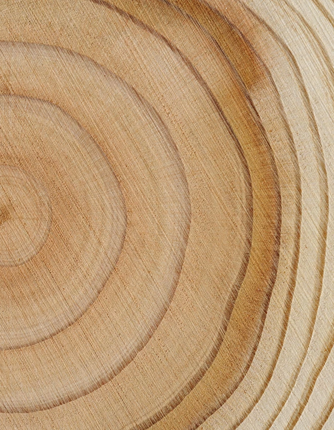 Close-up shot of tree rings texture background.