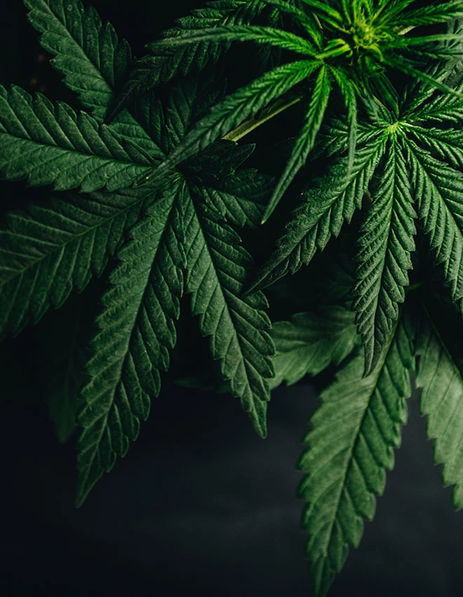 close up of a cannabis plant against a dark background