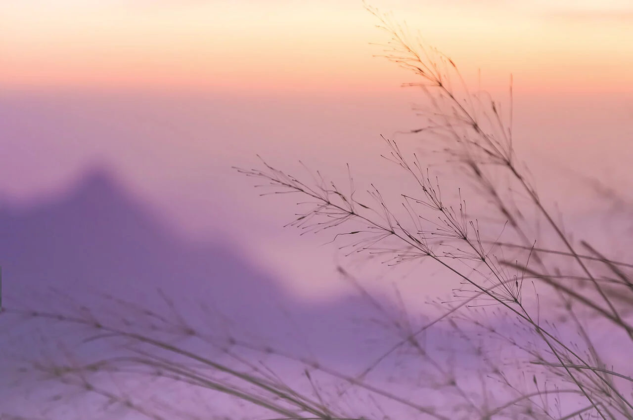 closeup of wild grass with lavender background